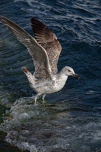 海水中的单海鸥羽毛蓝色照片翅膀天空荒野飞行动物航班自由图片
