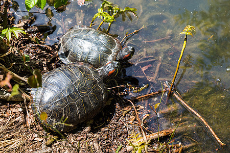 湖边发现的海龟们野生动物爬行动物公园乌龟池塘生物水面爬虫栖息地图片