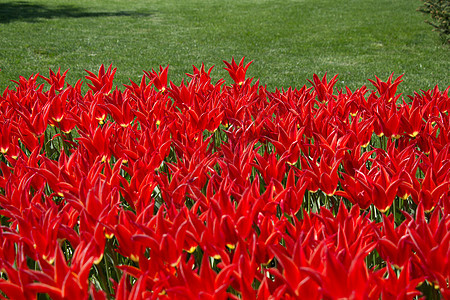 花园中的红色郁金花花瓣叶子园艺季节植物郁金香美丽花朵橙色植物群图片