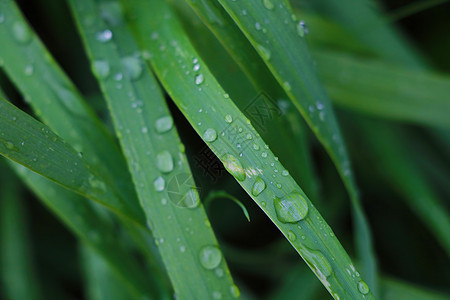 雨后绿色青草加上水滴阳光宏观草本植物季节生长植物生活场地天气叶子图片