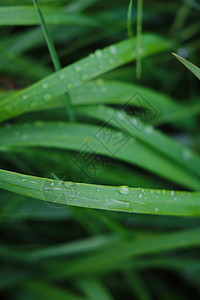 雨后绿色青草加上水滴植物场地天气花园雨滴宏观植物群阳光飞沫生长图片