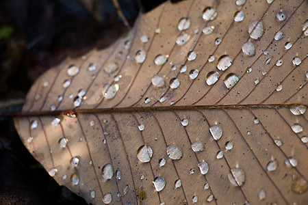 作为秋天背景的干树叶棕色植物花园季节干叶植物学水滴水彩黄色叶子图片