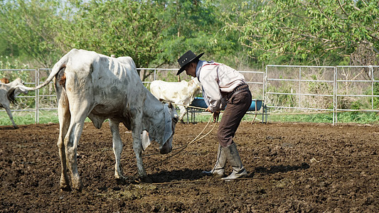 农夫在农场里工作 有奶牛在篱笆中男人日落牛仔帽马背农民荒野农业牧场工人牛仔图片
