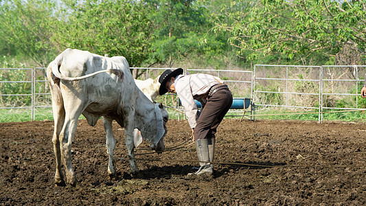 农夫在农场里工作 有奶牛在篱笆中牧场主牛仔帽农业表演农民牧场马背荒野帽子背景图片