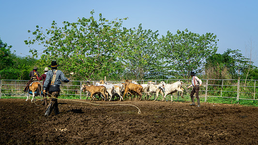 农夫在农场里工作 有奶牛在篱笆中农田帽子日落牧场动物牛仔帽男性牛仔表演农业图片