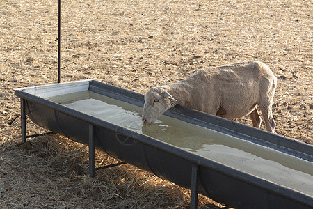 羊在干麦田的游泳池里喝水小麦季节鸭塘蓝色场景木头哺乳动物农业场地公园图片