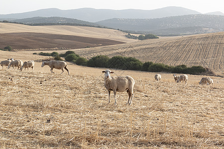 牧羊在干麦田草地国家动物爬坡收割机牧草母羊平底锅牧场自由图片