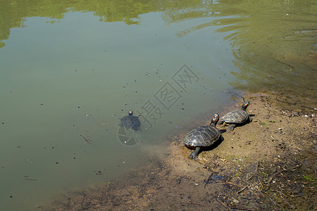 湖边发现的海龟们栖息地爬虫池塘爬行动物公园野生动物乌龟生物水面图片