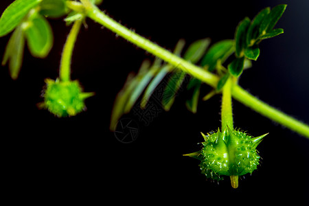 黑色背景上分离的小小卡通热带宏观杂草草本植物皂苷菱角种子叶子陆地多刺图片