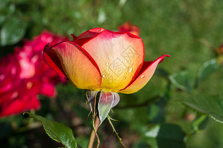 花园里花朵多彩的玫瑰叶子公园场地植物群区系季节植物花瓣园艺图片