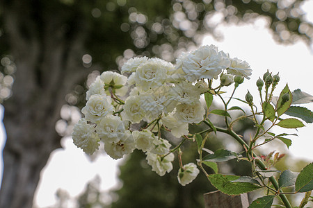大自然中美丽的玫瑰绣球花花园雏菊礼物植物叶子庆典花瓣生日花瓶图片