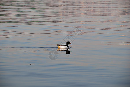 池塘中央孤单的鸭子野生动物观鸟游泳羽毛荒野男性账单图片