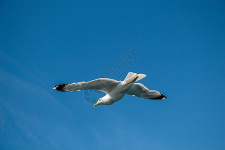 单海鸥在蓝蓝空中飞翔翅膀照片荒野航班飞行鸟类自由羽毛野生动物动物图片