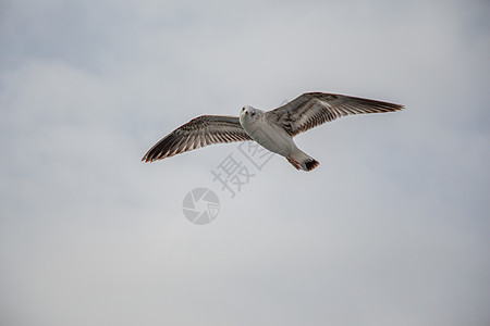 海鸥在阴云的天空中飞翔岩石飞行羽毛照片灰色城市野生动物火鸡白色自由图片