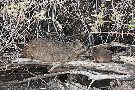 Rock Hyrax 带婴儿11221图片