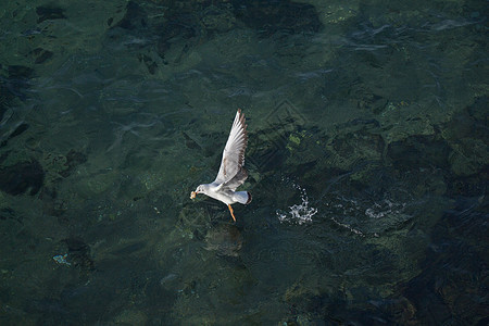 单海鸥飞越领海上空羽毛荒野翅膀生活支撑航班家禽天空岩石动物图片