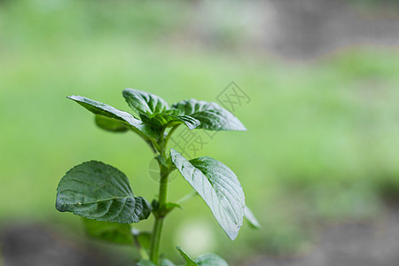 有机花园植物中的薄花叶农业绿色农场叶子草本薄荷蔬菜栽培草本植物农田图片