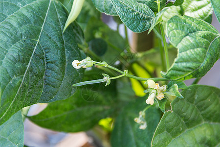 有机花园植物中的绿豆子绿色豆类园艺白色农场蔬菜树叶农业种子菜豆图片