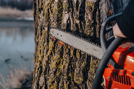森林自然生活方式中的链锯树工作工具贮存专注划分摄影横梁韧性飞行横截面力量硬木图片