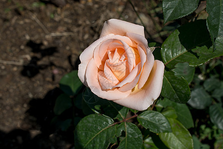 自然的美丽玫瑰绣球花植物群草地花朵花园礼物生日雏菊蝴蝶植物图片