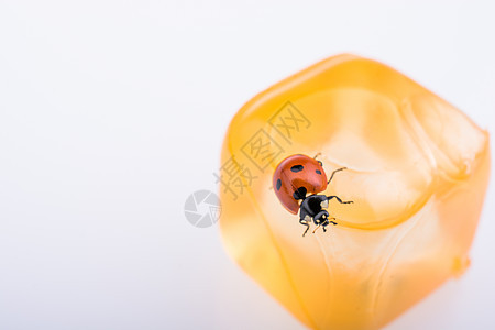 美丽的红母虫绕着物体走来走去季节生活生物学甲虫宏观荒野漏洞昆虫红色瓢虫背景图片