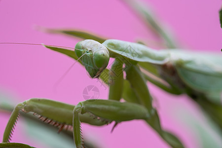 绿叶上的 非洲蚂蚁 巨型非洲鹤或花栗食肉螳螂叶子野生动物荒野宏观动物群眼睛天线昆虫图片