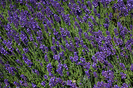 美丽的香熏衣草在夏天或春天盛开墙纸花园国家花束农村薰衣草紫色横幅植物群芳香背景图片