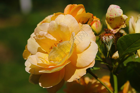 春天公园里有朵橙色玫瑰花季节女士树叶植物橙子植物群生长尺寸花园花瓣图片