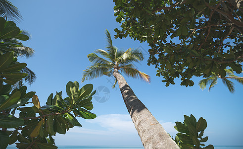 棕榈椰子树 在海滩上蓝色的天空图片