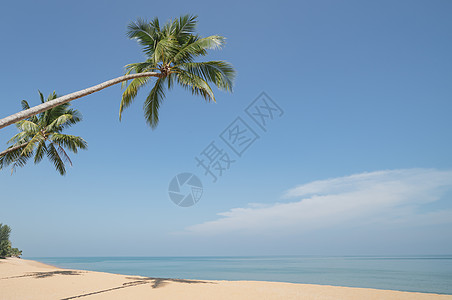 在蓝天沙滩上的椰子棕榈树天堂旅游海浪支撑热带旅行椰树假期叶子手掌图片