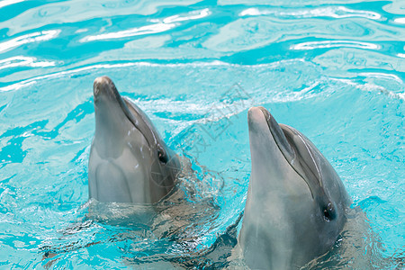 在水族馆的蓝水里玩海豚笑得开心图片