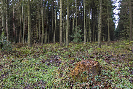 冬季穿过农村林地森林的景观场景季节树叶松树叶子植物自然公园环境风景树桩图片