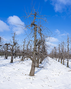 果园果树的数排果树 冬季在寒冬在蓝天下积雪冻结灌木农村冷冻土地温度季节农业磨砂灌木丛图片