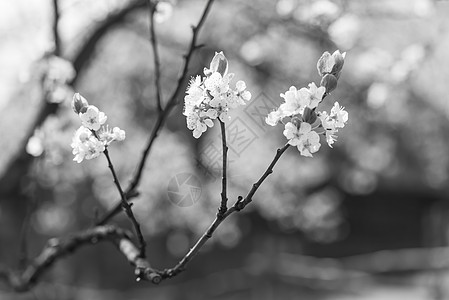 盛开的春树花瓣叶子果园天空背景植物季节宏观晴天环境背景图片