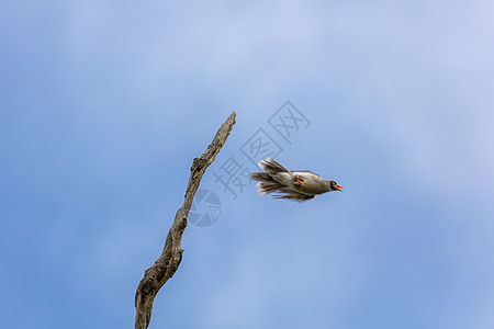 一只野鸟从澳洲区域一棵枯树枝上飞来图片