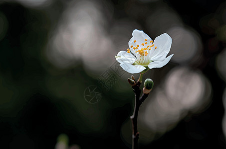 冬季树枝上的春天花朵和芽宏观园艺叶子风格生长植物场景花园环境花瓣图片