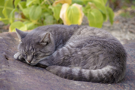 猫儿们睡的都卷起来了 在暖和的秋天户外猫咪橙子宠物晶须猫科动物虎斑休息小猫卷曲动物图片