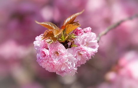 樱桃树 布满了日本樱桃树季节天空花朵分支机构背景花园墙纸环境樱花阳光图片