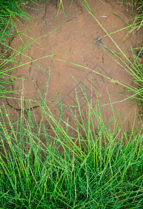 带露水滴的新鲜绿草 封闭 自然背景天气宏观雨滴环境生长生活叶子水滴液体草地图片