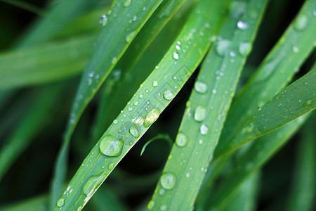 雨后有水滴的绿色幼草森林草本植物生活粮食环境宏观树叶植物照片阳光图片