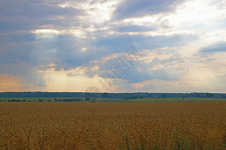 农村的黄麦田 收割稻草季节食物农业大麦天空生长小麦国家蓝色图片
