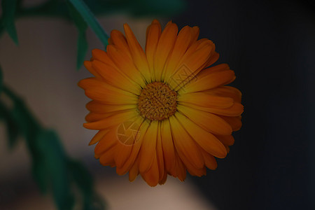 金盏草橙色花 一种有用的药用植物雏菊植物群花瓣药品花束草地橙子疗法活力植物学图片