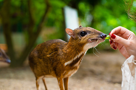 Kanchil 是一只来自热带的神奇可爱的小鹿 鼠鹿是最不寻常的动物之一 偶蹄鼠耳蜗哺乳动物女性眼睛反射林地季节森林打猎老鼠图片