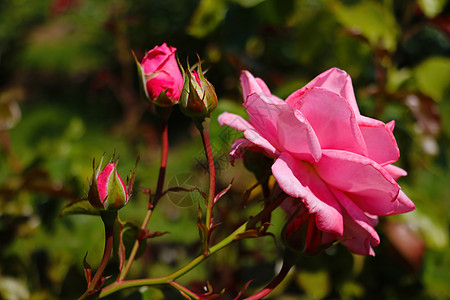 收紧花园玫瑰花的青春芽背景日光衬套树叶发芽公园花束花瓣园艺植物群图片