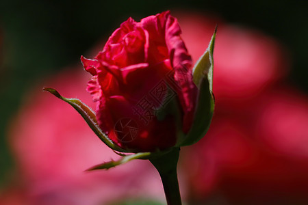 收紧花园玫瑰花的青春芽花束叶子衬套发芽树叶园艺公园植物群香气日光图片