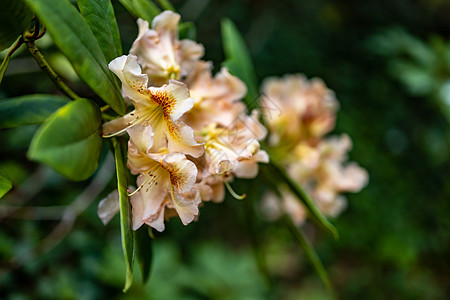 公园小灌木枝上的小橙花花瓣衬套花园森林橙子天空植物植物学植物群叶子图片