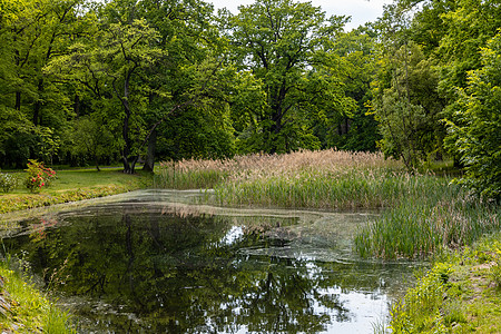 小池塘周围高原树和灌木丛 水中反射倒影环境公园叶子树木池塘植物木头天空衬套图片