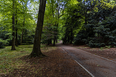 长长的公园道路 充满绿树和灌木人行道木头灌木丛叶子旅游季节环境衬套小路森林图片