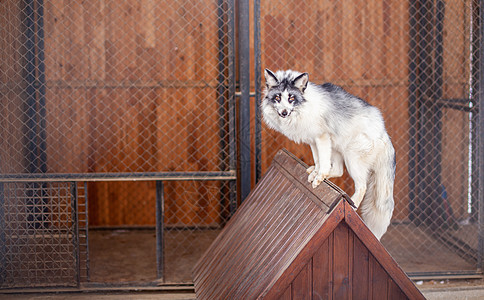 美丽的白狐狸在动物园酒吧野生动物荒野网格哺乳动物尾巴休息孤独眼睛俘虏图片
