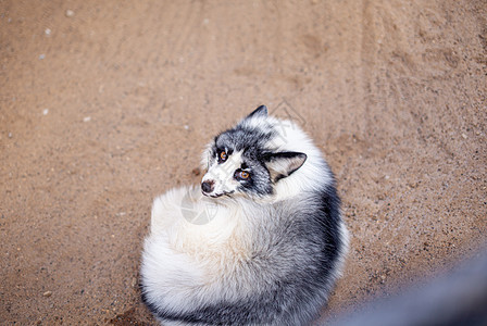 美丽的白狐狸在动物园孤独耳朵网格哺乳动物休息酒吧俘虏生物栅栏眼睛图片
